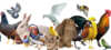 Kleintierzüchterverein.png