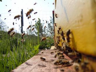 Bienenflug Bienenflug