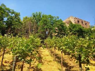 Schlossweinberg Schlossweinberg