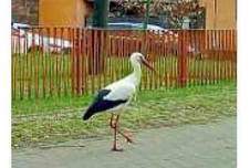 23.04.07_reinsdorfer_storch.jpg