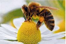 18.05.22 Bienenlehrgarten.jpg