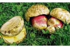 18.04.03 Vortrag Pilze.jpg
