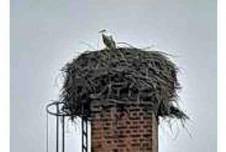 23.02.19_storch.jpg