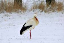 2026_02_18_erster_storch.jpg