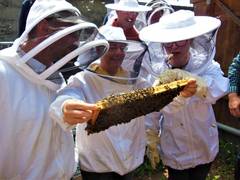 Bienenlehrgarten.JPG