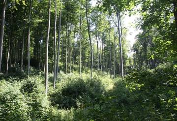 Buchenhochwald