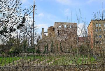 20250409_Weinberg.jpg