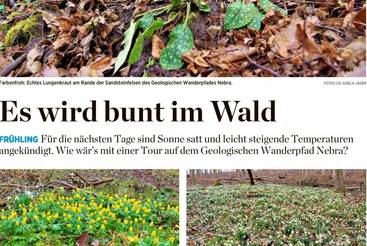 Es wird bunt im Wald