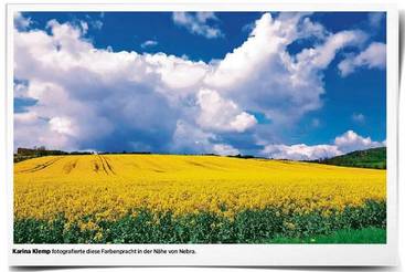 Rapsfeld in der Nähe von Nebra