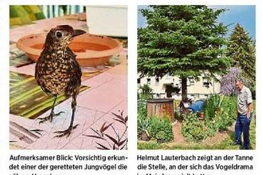 Rettung für junge Amseln