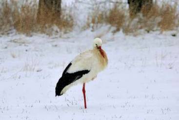 Erster Storch l&auml;sst auf Fr&uuml;hling hoffen