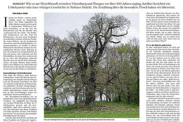 Herschstimme in d´r Jießkanne