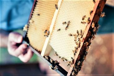Bienen2.jpg