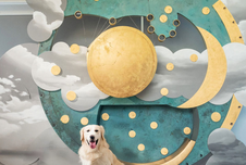 https://www.stadt-nebra.de/var/cache/thumb_18458_1067_1_226_152_r4_png_25.06.03_arche_doggy_day.png